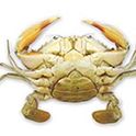 Female Mud Crab